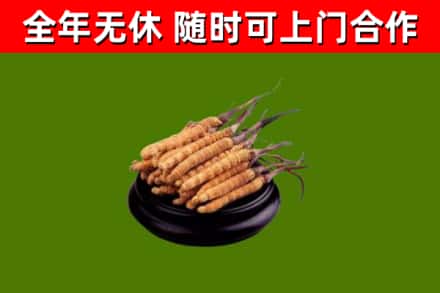 昭阳烟酒回收冬虫夏草.jpg
